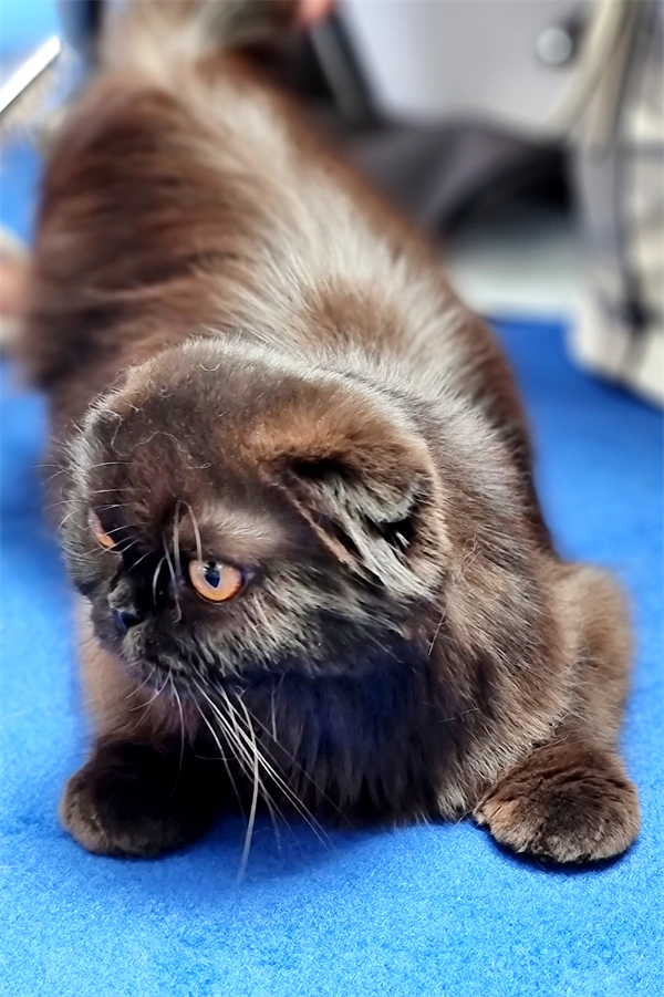 CA88集团(中国区) - 唯一官方网站