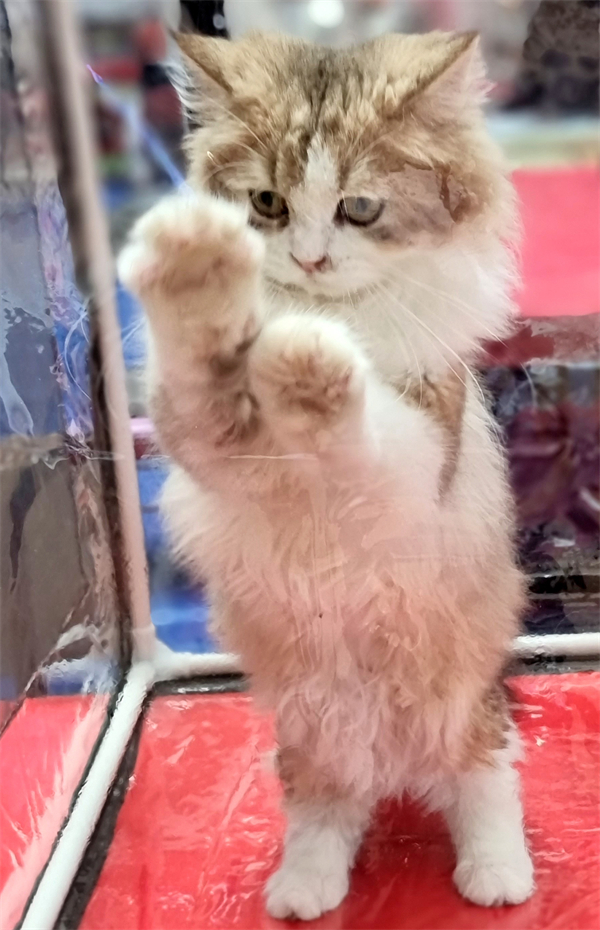 CA88集团(中国区) - 唯一官方网站