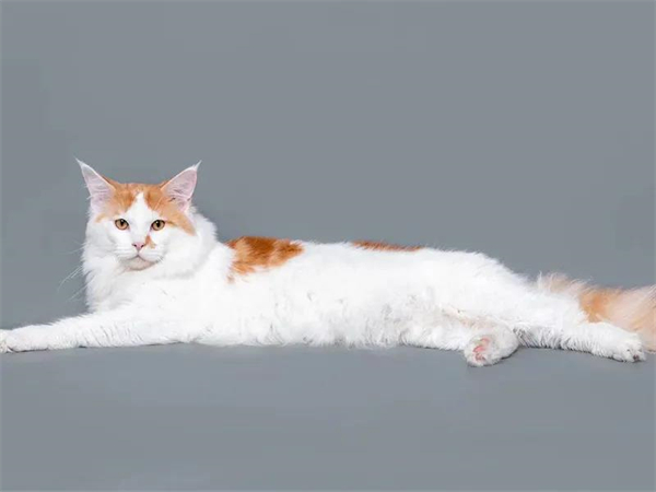 CA88集团(中国区) - 唯一官方网站