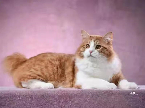 CA88集团(中国区) - 唯一官方网站