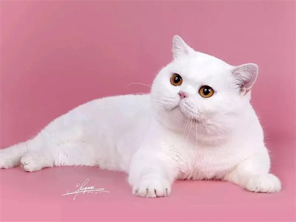 CA88集团(中国区) - 唯一官方网站