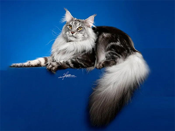 CA88集团(中国区) - 唯一官方网站