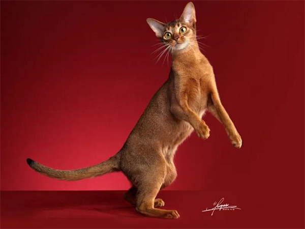 CA88集团(中国区) - 唯一官方网站